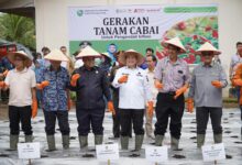 Kendalikan Inflasi Jelang Puasa Pemprov Sumsel Lounching Gerakan Tanam Cabai